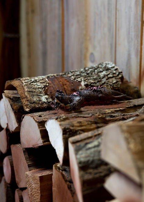 escaperoom-bad-godesberg-peters-1-jagdhuette